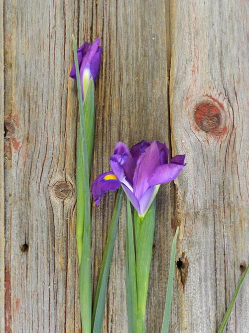 TIGRIS   DARK  PURPLE IRIS